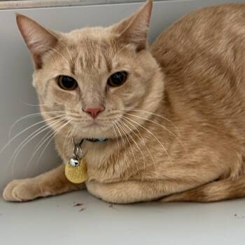 Toby -  Domestic Short Hair Cat for Adoption in Lansing, Michigan - Toby | PetCurious