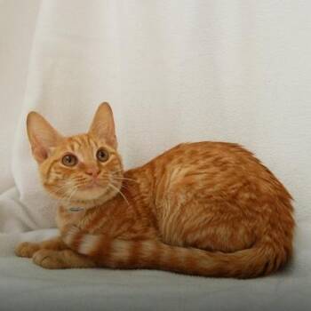 Garfield -  American Shorthair Cat for Adoption in Bethel, Connecticut - Garfield | PetCurious