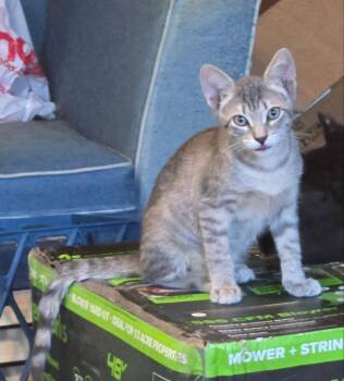 Prince Meowy -  Tabby and Domestic Short Hair Cat for Adoption in Pineville, Louisiana - Prince Meowy | PetCurious