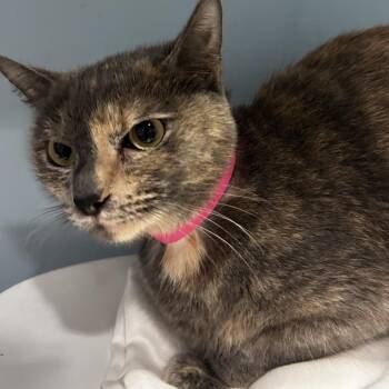 Missy -  Domestic Short Hair Cat for Adoption in Chattanooga, Tennessee - Missy | PetCurious