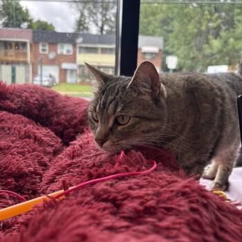 EmPurrress Hairball -  Domestic Short Hair Cat for Adoption in Allentown, Pennsylvania - EmPurrress Hairball | PetCurious