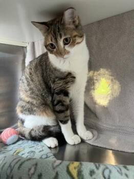 Domestic Short Hair Cats Available for Adoption in Kansas City, Missouri - Addison Rae | PetCurious