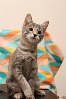 KC -  Domestic Short Hair Cat for Adoption in Vancouver, Washington - KC | PetCurious
