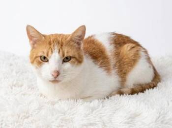 Cinna -  Domestic Short Hair and American Shorthair Cat for Adoption in Bedford, Indiana - Cinna | PetCurious