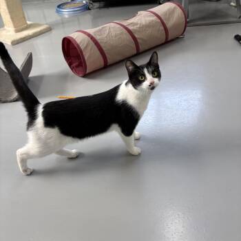 Maggie -  American Shorthair Cat for Adoption in Big Rapids, Michigan - Maggie | PetCurious