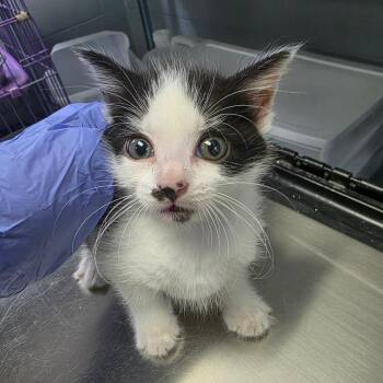 Dixie -  Domestic Short Hair Cat for Adoption in Duncan, Oklahoma - Dixie | PetCurious