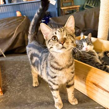 Domestic Short Hair Cats Available for Adoption - Griff | PetCurious