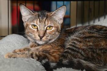 Rescue Domestic Short Hair Cats for Adoption in Baton Rouge, Louisiana - Walnut | PetCurious