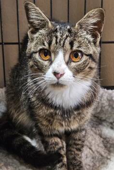Rescue Domestic Short Hair Cats for Adoption in Virginia Beach, Virginia - Nirvana "25 | PetCurious