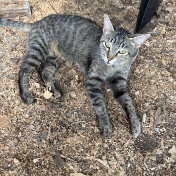 American Shorthair Cats Available for Adoption in Redlands, California - Eve | PetCurious
