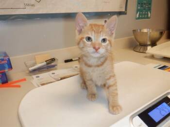 TOBY -  Domestic Short Hair Cat for Adoption in San Jose, California - TOBY | PetCurious