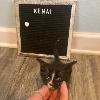 Kenai C12000 -  Domestic Short Hair Cat for Adoption - Kenai C12000 | PetCurious