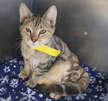 Rescue Domestic Short Hair Cats for Adoption in Fernandina Beach, Florida - YINYANG | PetCurious