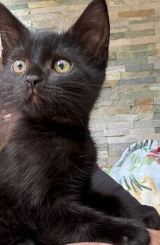 Melodie -  Domestic Short Hair Cat for Adoption in Burnaby, British Columbia - Melodie | PetCurious