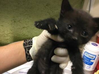 Domestic Short Hair Cats Available for Adoption in Riverside, California - MILKWEED | PetCurious