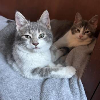 Domestic Short Hair Cats Available for Adoption - Augie | PetCurious
