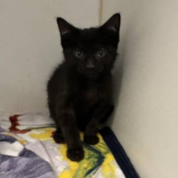 Domestic Short Hair Cats Available for Adoption - Echo | PetCurious