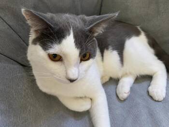Sebastian Seabreeze -  Domestic Short Hair Cat for Adoption in Chandler, Arizona - Sebastian Seabreeze | PetCurious