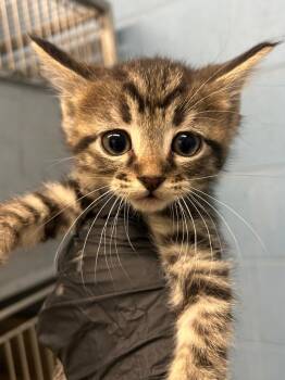 Domestic Short Hair Cats Available for Adoption - Jackie | PetCurious