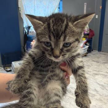 Domestic Short Hair Cats Available for Adoption in Summerlee, West Virginia - Donna | PetCurious