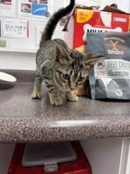 Octopus -  Domestic Short Hair Cat for Adoption in South Bend, Indiana - Octopus | PetCurious