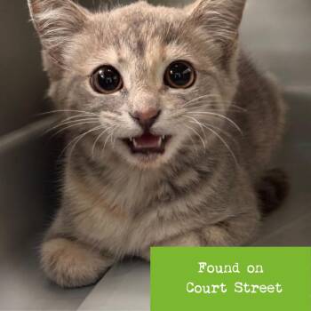 Ella Enchanted -  Domestic Short Hair Cat for Adoption in Lynchburg, Virginia - Ella Enchanted | PetCurious