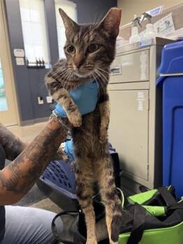 PSPSPSP -  Domestic Short Hair Cat for Adoption in San Antonio, Texas - PSPSPSP | PetCurious
