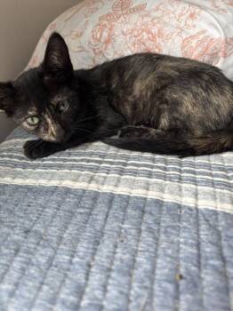 Plum -  Domestic Short Hair Cat for Adoption in Salisbury, North Carolina - Plum | PetCurious