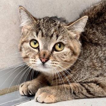 Oz -  Domestic Short Hair Cat for Adoption in Waterloo, Iowa - Oz | PetCurious