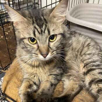 Miss Calendula -  Domestic Short Hair Cat for Adoption in Inwood, West Virginia - Miss Calendula | PetCurious