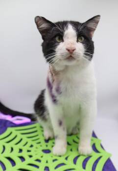 Atles (Mr Kitty Owie) -  Domestic Short Hair Cat Available for Adoption in Muskegon, Michigan - Atles (Mr Kitty Owie) | PetCurious