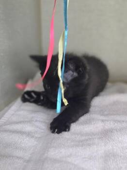 Domestic Short Hair Cats Available for Adoption in Westland, Michigan - Dreamy | PetCurious