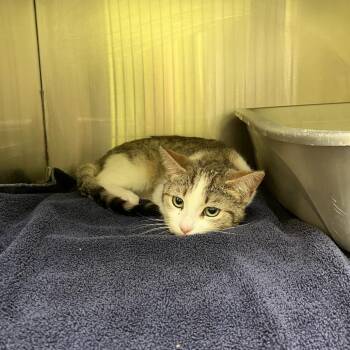 Domestic Short Hair Cats Available for Adoption in Burlington, Ontario - Aquarius | PetCurious