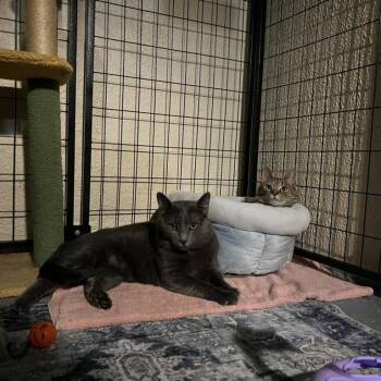Clover -  Domestic Short Hair Cat for Adoption in Aspinwall, Pennsylvania - Clover | PetCurious