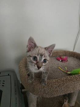 Rescue Siamese Cats for Adoption in Johnson City, Tennessee - Ferret | PetCurious