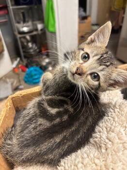 Rescue Domestic Medium Hair Cats for Adoption in St. Augustine, Florida - Victor | PetCurious