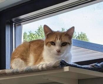 Bash -  Domestic Short Hair Cat for Adoption in Neenah, Wisconsin - Bash | PetCurious