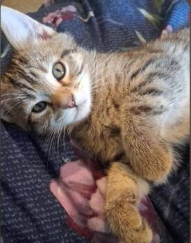 Teddy -  Domestic Short Hair Cat for Adoption in Camden, Tennessee - Teddy | PetCurious
