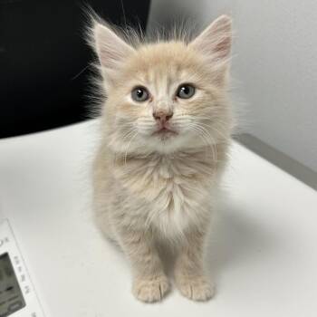 Lyra -  Domestic Medium Hair Cat for Adoption in Abilene, Texas - Lyra | PetCurious