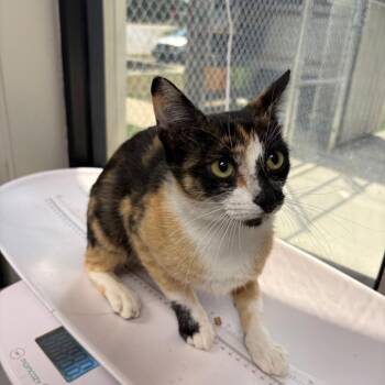 Nickie -  Domestic Short Hair Cat for Adoption in Columbiana, Alabama - Nickie | PetCurious