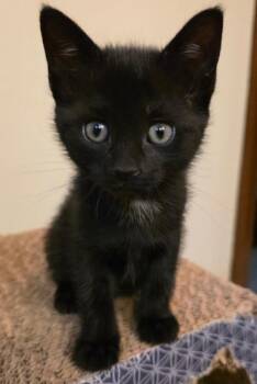 Dennis -  Domestic Short Hair Cat for Adoption in Allegan, Michigan - Dennis | PetCurious