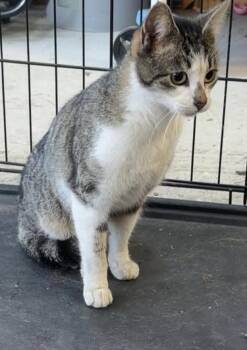 Domestic Short Hair Cats Available for Adoption - Wiggles | PetCurious