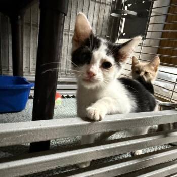 Domestic Short Hair Cats Available for Adoption - Oregano | PetCurious