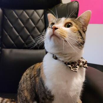 Koko -  Domestic Short Hair Cat for Adoption in Rochester, Minnesota - Koko | PetCurious