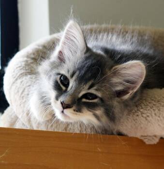 Domestic Medium Hair Cats Available for Adoption in San Clemente, California - LUZ | PetCurious