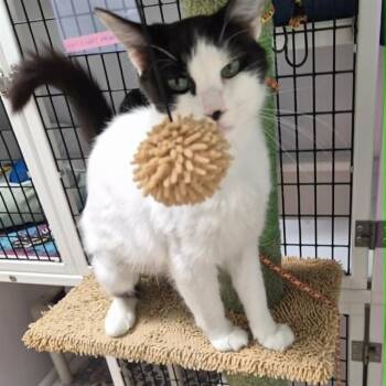 ARTIMUS -  Domestic Short Hair Cat for Adoption in Albuquerque, New Mexico - ARTIMUS | PetCurious