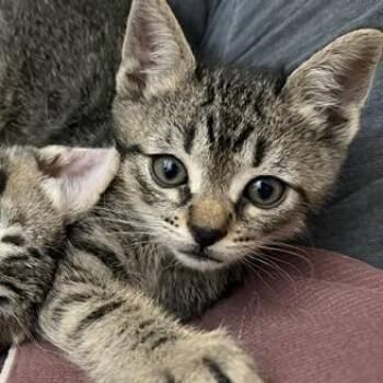 Dobie -  Domestic Short Hair Cat for Adoption in Los Angeles, California - Dobie | PetCurious