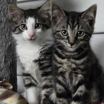 John Wayne -  Domestic Short Hair Cat for Adoption in Wichita, Kansas - John Wayne | PetCurious
