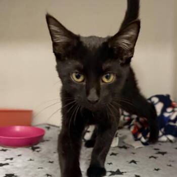 Faith -  Domestic Short Hair Cat for Adoption in Zanesville, Ohio - Faith | PetCurious