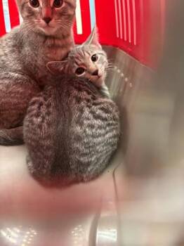 Serena -  Domestic Short Hair Cat for Adoption in Baraboo, Wisconsin - Serena | PetCurious